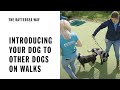 Introducing Your Dog To Other Dogs On Walks | The Battersea Way