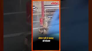 Heatwave Alert : जानवर तलाश रहे राहत