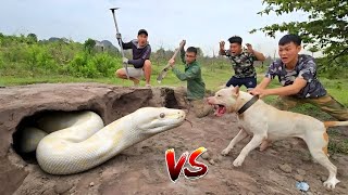 Brave Hunter Use Pitbull To Catch The Giant White Pythons