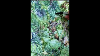 Pointillism easy Watercolour Tutorial