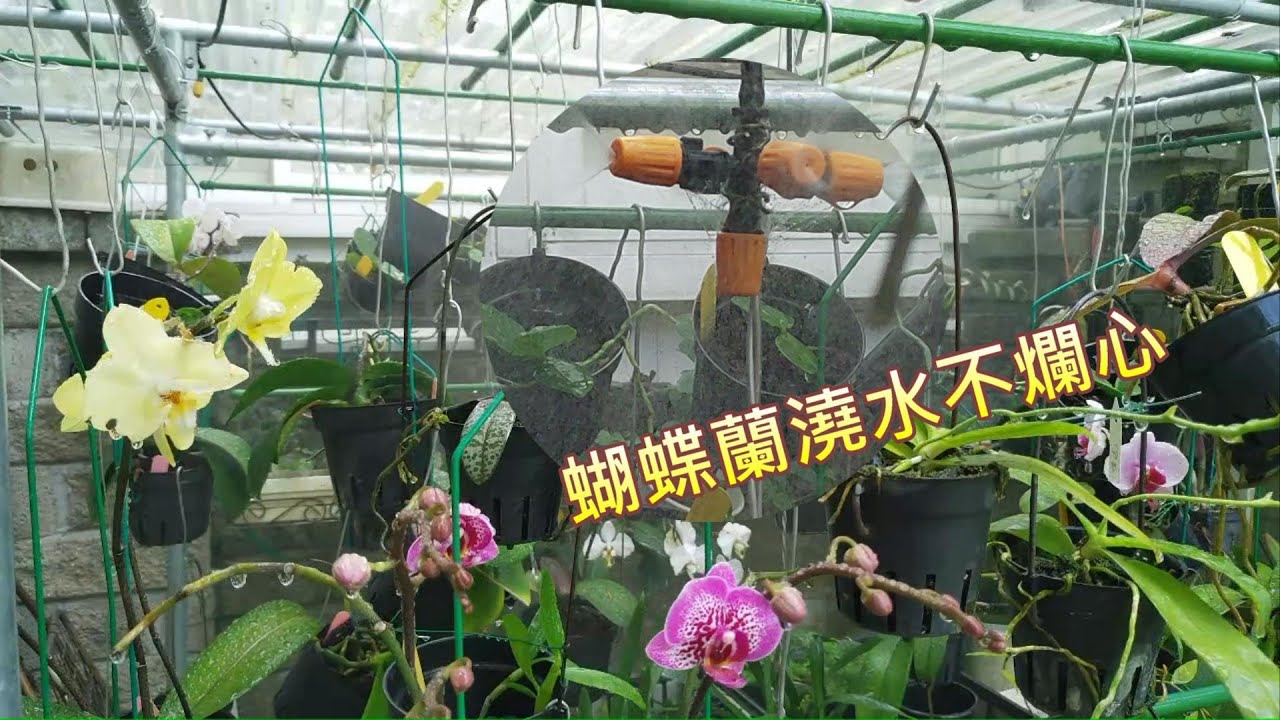 【犀利小農莊20】orchid蝴蝶蘭澆水不爛心Phalaenopsis maintenance articles_Watering is not bad這集開始要來談談蝴蝶蘭的養護經驗分享了
