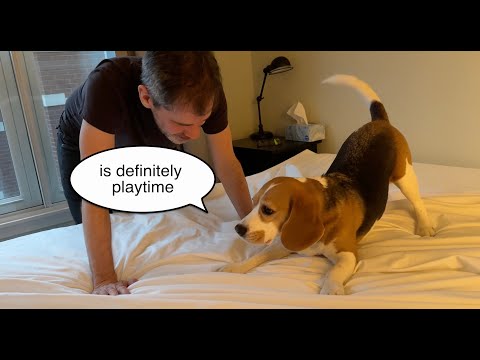 Video: Skal jeg sætte støvler på min hund?