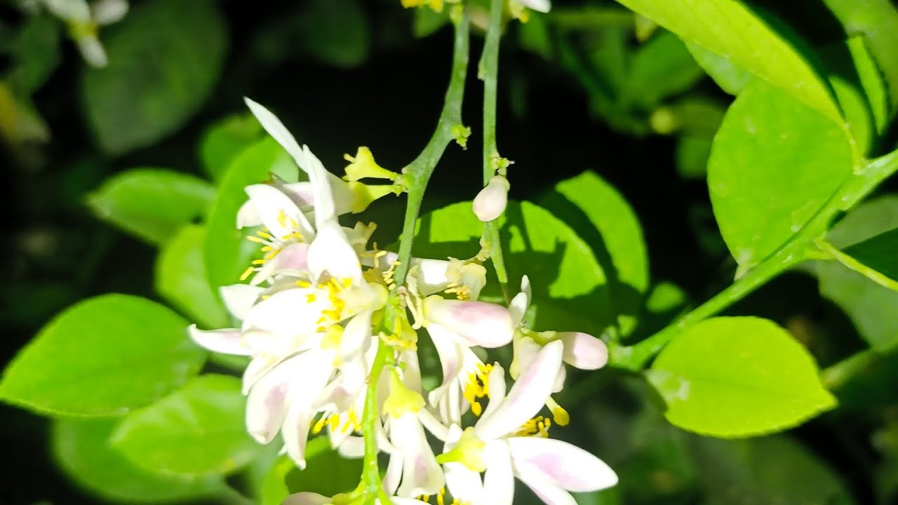 Лимон хакида малумот хосилни купрок саклаш учун кандай усул 3 видио 19.04.2025