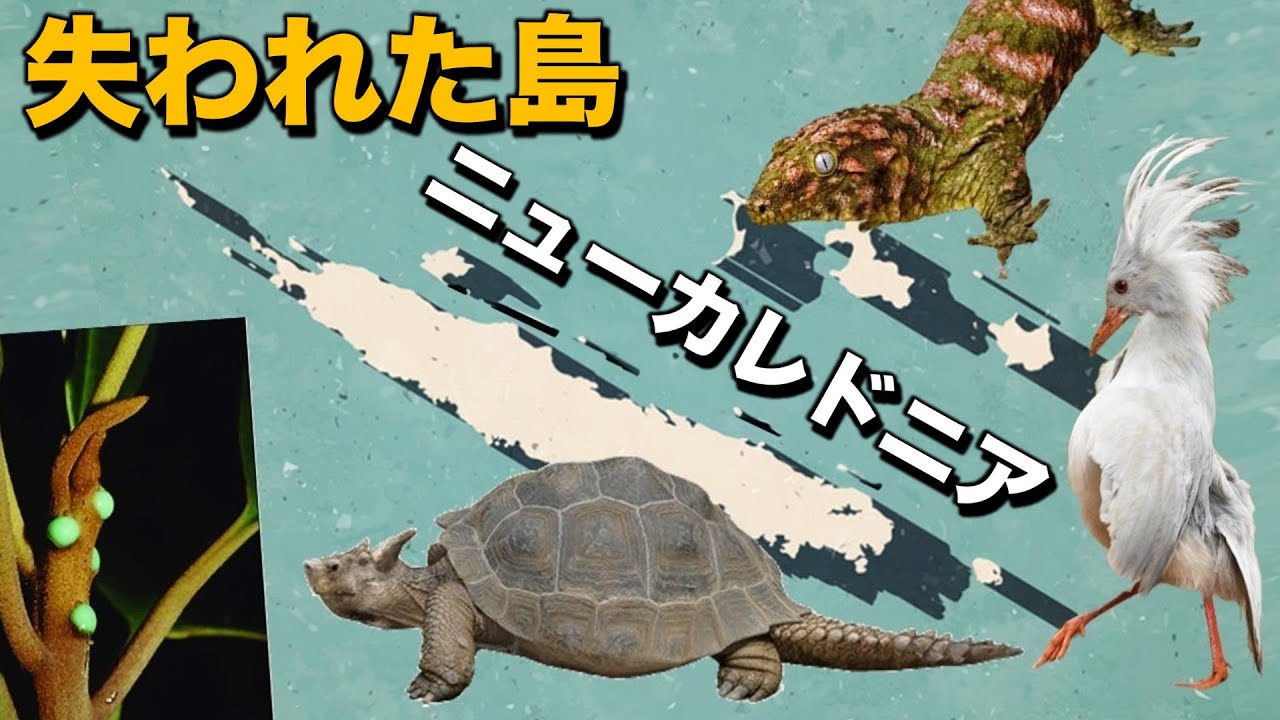 マダガスカルに匹敵するほどおもしろいニューカレドニアの動物たちの話^.^