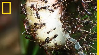 Les invincibles fourmis légionnaires du Rwanda