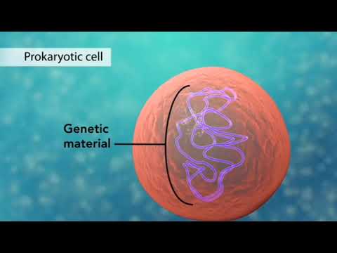 DNA, RNA, GEN & EKSPRESSI GENETIK