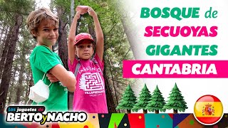 BOSQUE de SECUOYAS de CANTABRIA ::: Viaje con NIÑOS ::: Cabezón de la Sal