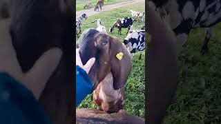 видео: Решили выйти с козами на свежую травку. картинка: Решили выйти с козами на свежую травку.