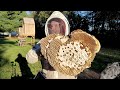 MASSIVE European Hornet Nest in Ceiling | Largest Hornet Nest Ever Removed! | Eating Hornets