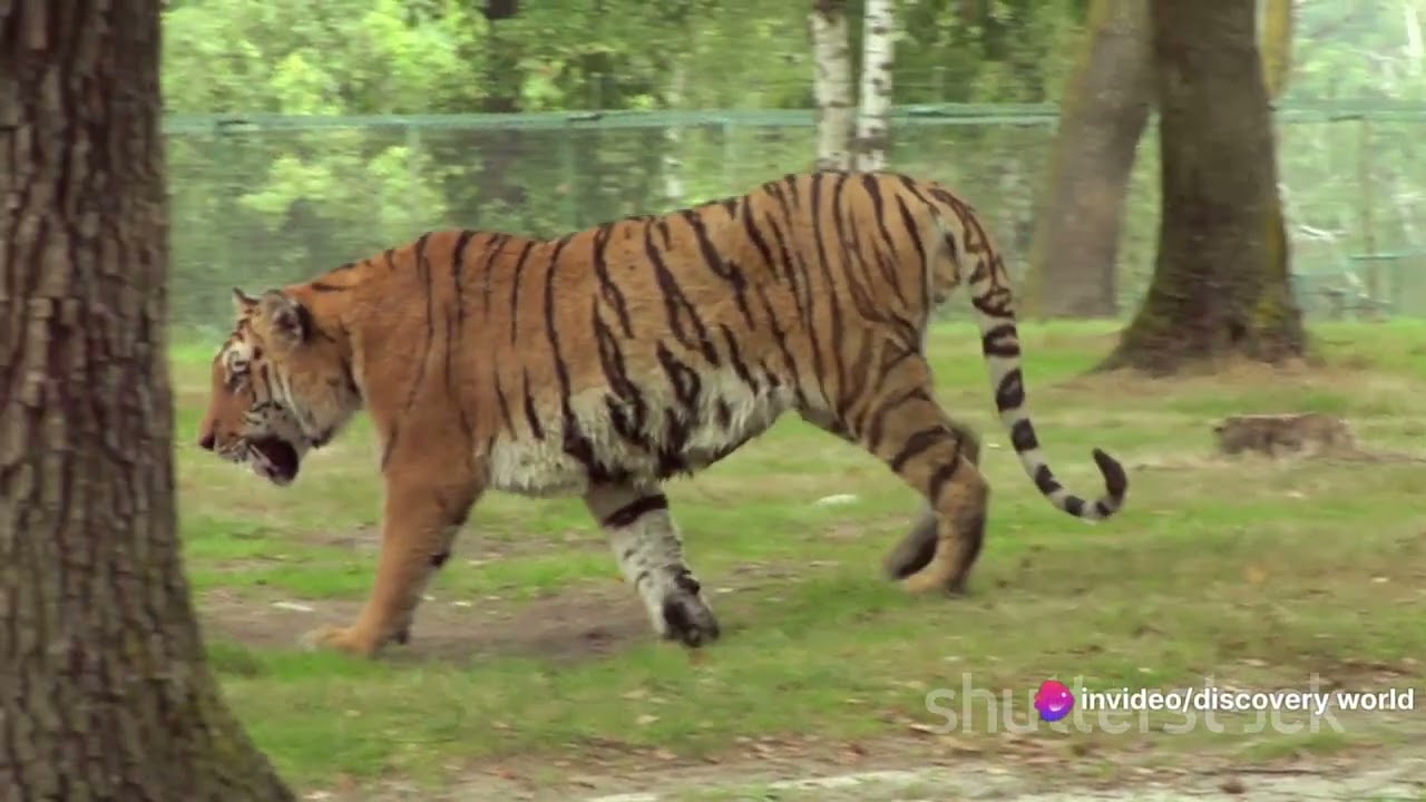 Discover the beauty of Sundarbans.#about #discovery #discovery #discoverychannel #discoveryearth.