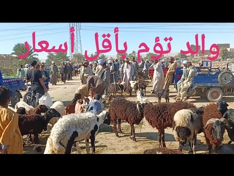 اسعار الاغنام والماعز والخرفان بسوق السبت اليوم ١٥ ١١ ٢٠٢٥م