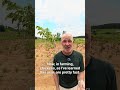 A #chestnut #orchard has the best #business competitive moat of time 