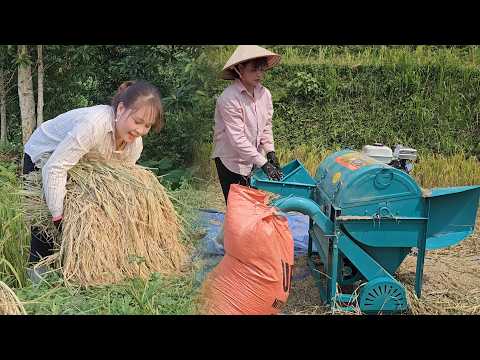 The Rice Harvest Is Finally Here! Gathering Rice and Threshing It with a Mini Threshing Machine