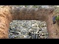 Wow! Smart Man And Boy Catch A Lot Of Fishes In Rice Field By Deep Two Hole Fish Trap