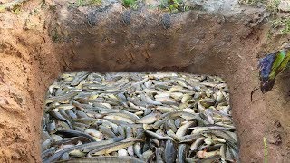 Wow! Smart Man And Boy Catch A Lot Of Fishes In Rice Field By Deep Two Hole Fish Trap