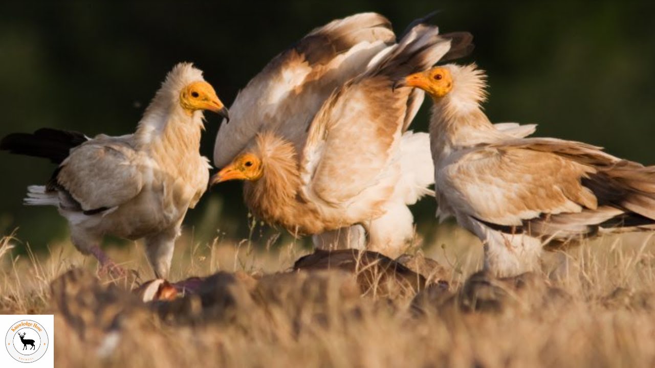 Egyptian Vulture - Intelligent, Tool User, And Disease Preventer