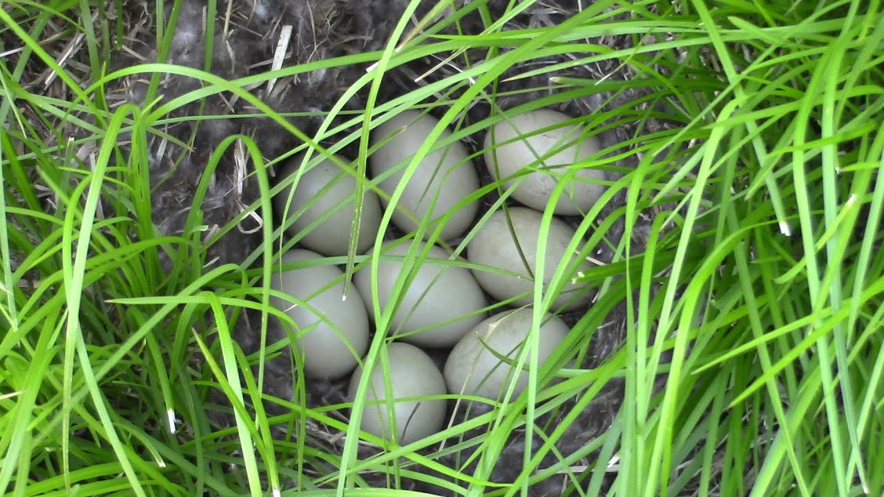 Nesting Ducks at Cornell Tech NYC YouTube