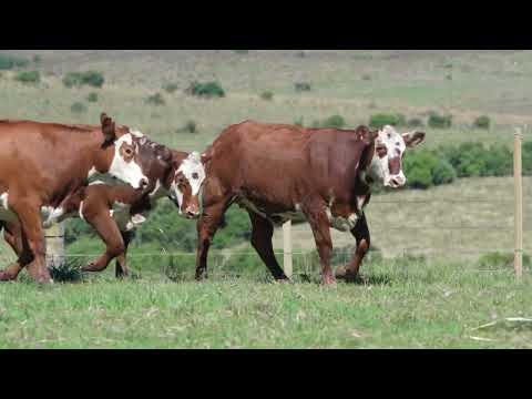 LOTE P01 - 5 NOVILHAS BRAFORD B PRENHES - P.AP. SUÑE