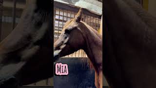 2026 Foaling-First Watch: Vicki, Philicyty, Mia UPDATE 3/19/26