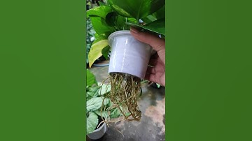 Cách đơn giản để có chậu trầu bà thủy sinh #shorts