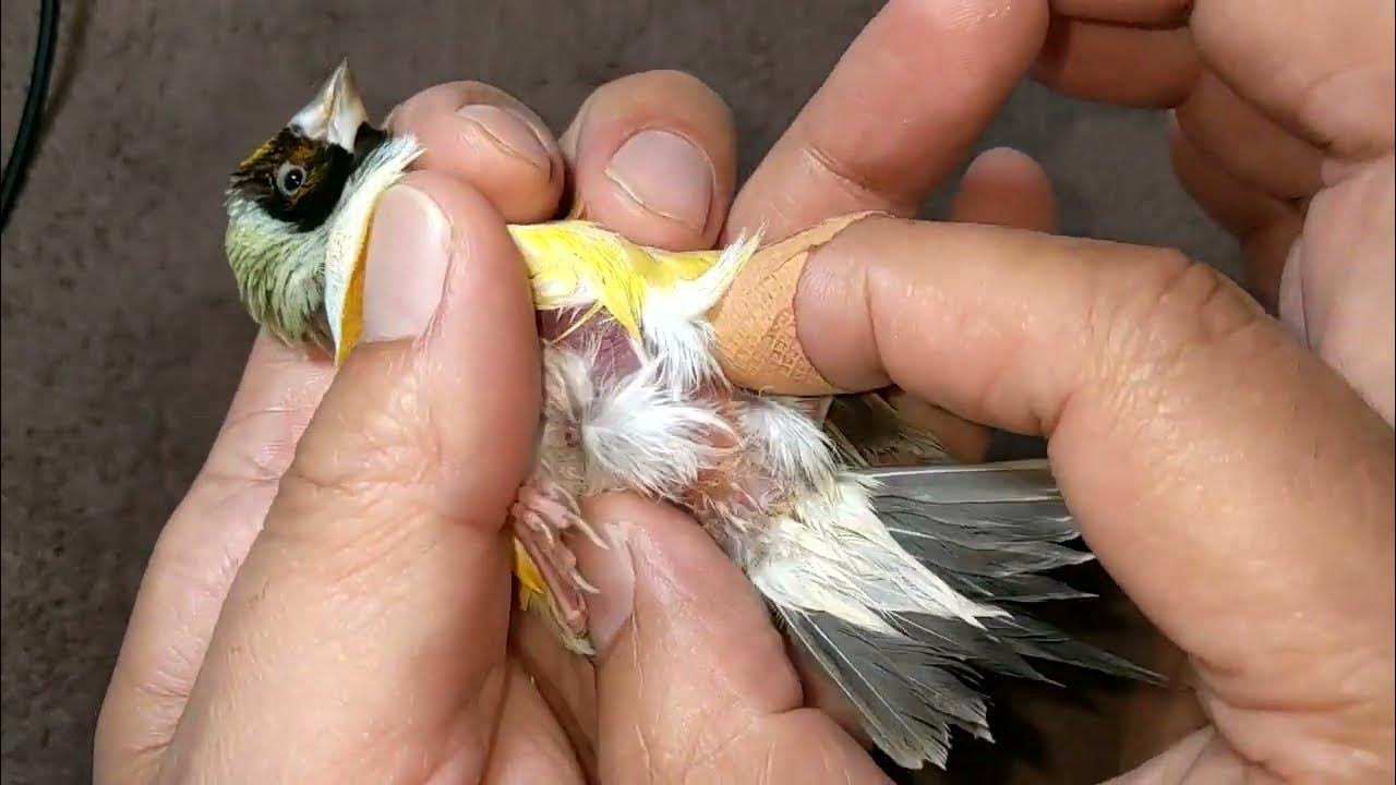 Gouldian Finch Egg Binding Treatment 20221022 YouTube