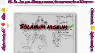 botany B.Sc. 2nd  year practical file important floral diagram's - solanum nigrum,pisum sativum etc.