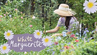 EP.45 White Marguerite ไวท์มากาเร็ต มากาเร็ตบอร์เนียว ดอกไม้น่ารักเหมือนดอกเดซี่ ทนแดด ออกดอกตลอดปี