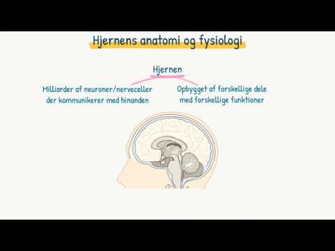 Video: Hjernefunksjon, Anatomi Og Definisjon - Kroppskart