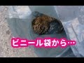 【感動実話】ゴミのように放置されていた子猫を保護、小さな天使が元気な姿を取り戻すまで。