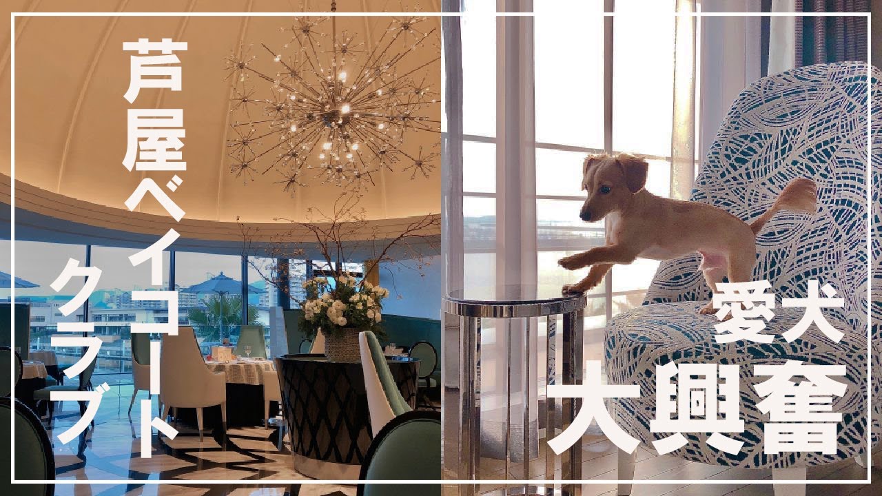 芦屋 愛犬と一緒に リゾートホテルで大興奮 ベイコートクラブ 芦屋ベイコート倶楽部 チワックス Youtube