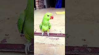 🦜#parrot #funny #comedy🙏 like this and subscribe 🙏
