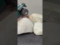 #trx4m indoor crawling #rccrawler