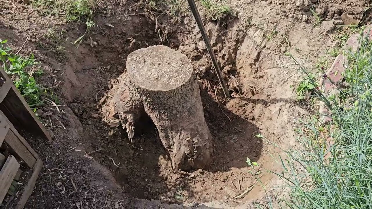 Tree Removal Part 1?