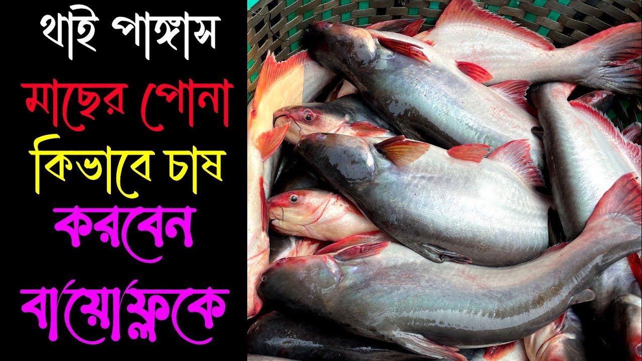 থাই পাঙ্গাস মাছের পোনা কিভাবে চাষ করবেন বায়োফ্লকে