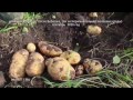Урожай картофеля - "ведро с куста".