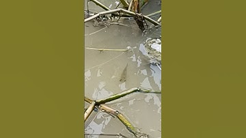 nhìn kỹ mới thấy nó #shorts