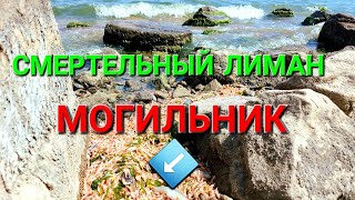 Хаджибейский лиман. Экологическая катастрофа. Мор рыбы. Трупы плавают в воде. Одесса. #зоотроп