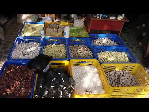 Video Các loại sứ lọc nước hồ cá - youtube
