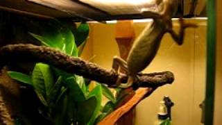 Chameleon Trioceros Mountain Really Friendly Funny