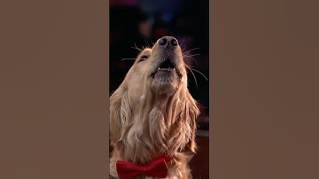This Dog Can Sing! 🐶 #shorts