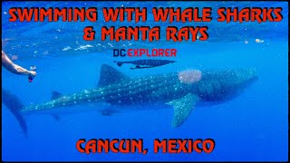 Swimming with Whale Sharks and Manta Rays! - Cancun, Mexico - 06/21/21