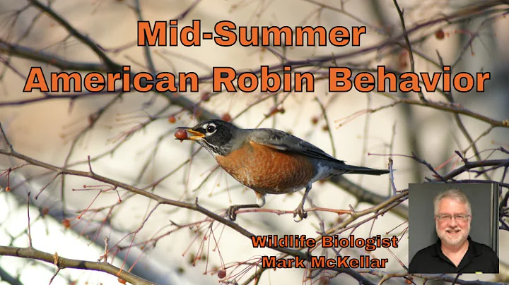 Mid-Summer American Robin Behavior