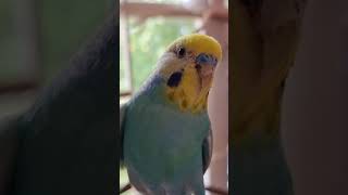 Budgie getting his nails cut...so dramatic 😅🤣