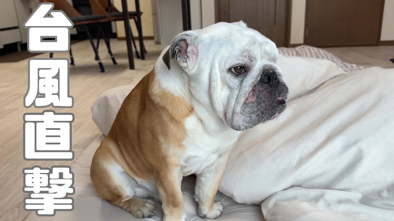 本日、台風が直撃した我が家の状況と愛犬の様子がこちら…