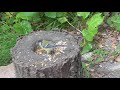 Tree Stump Birdfeeder at RSPB Middleton. Tree Stump Birdfeeder at RSPB Middleton.