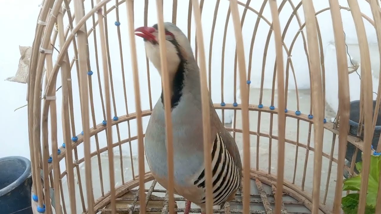 Shikari Chakoor ki awaz|Chakor call for hunting |keklik sesi desi erkek