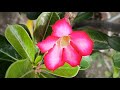 Beautiful flowers are in bloom 😍. Do watch the video. 