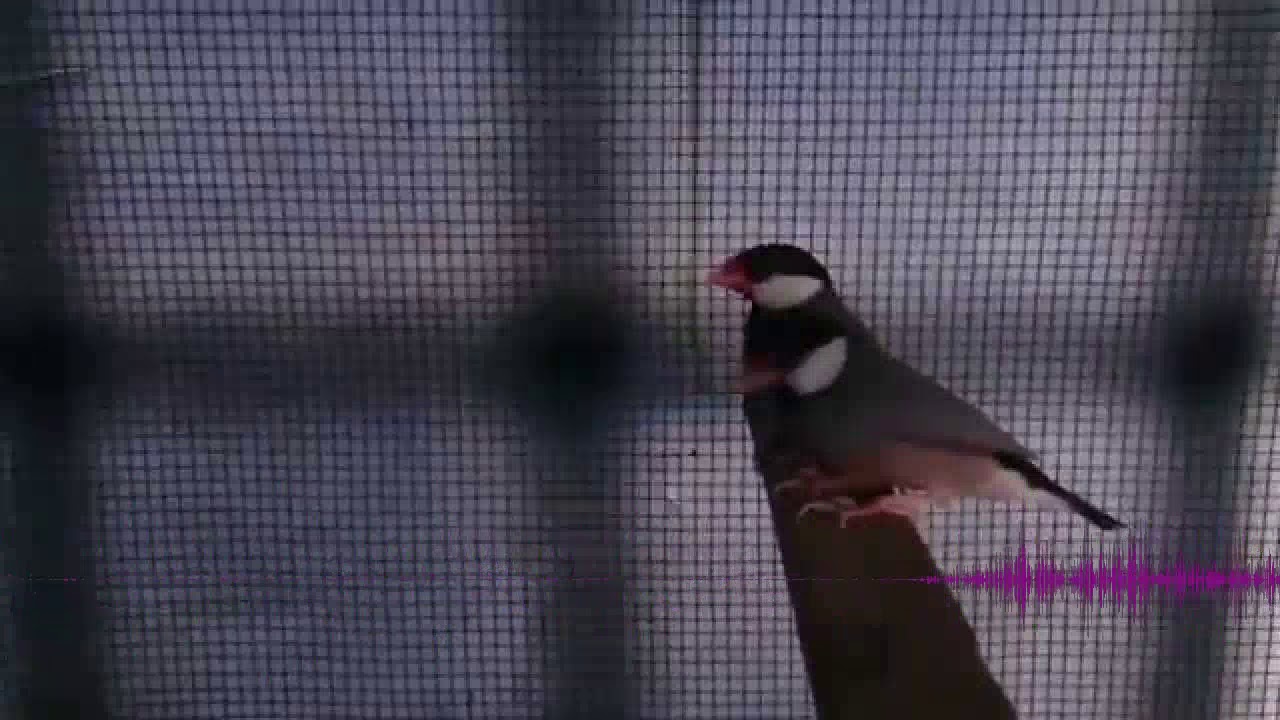 Audio Master Burung Gelatik Burung Gelatik Jawa Youtube