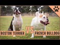 French Bulldog vs Boston Terrier -  Which Breed Is Better? の動画、YouTube動画。