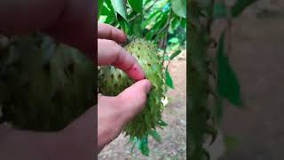 HOW TO KNOW IF GUANABANO IS RIPE.RIPE SOURSOP.❤️❤️❤️#shorts